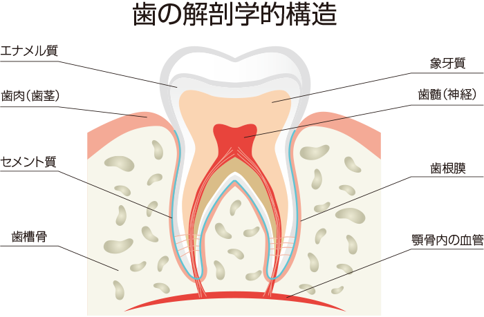歯の解剖学的構造